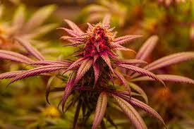 The Ultimate Guide to Red Devil Auto Characteristics, Benefits, and Growing Tips The Ultimate Guide to Red Devil Auto Characteristics, Benefits, and Growing Tips